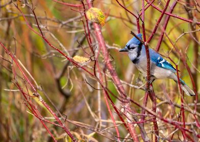 Blue Jay