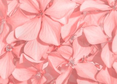 Coral Colored Hortensias 