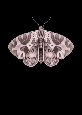 Butterfly butterfly wings