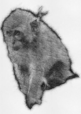 Monkey Pencil Sketch Draw