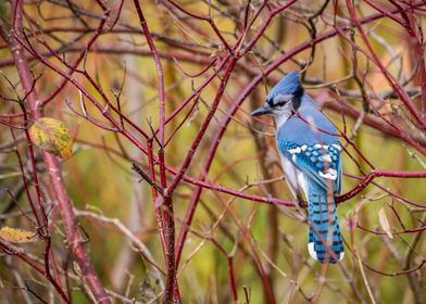 Blue Jay