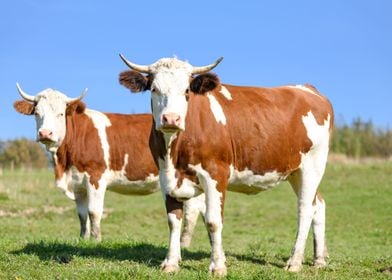 Cows on Pasture