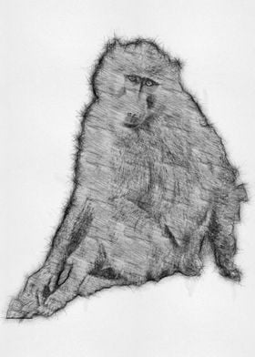 Monkey Pencil Sketch Art