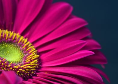 Gerbera