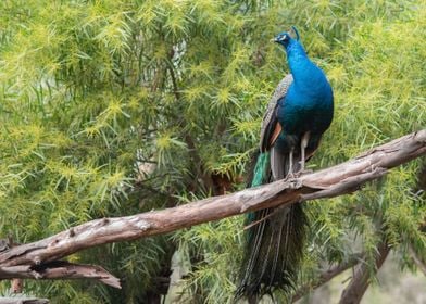 blue tree brown bird