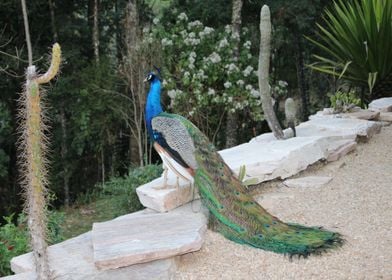 wall peacock tree