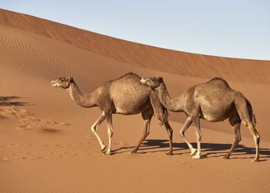 Dromedary Desert