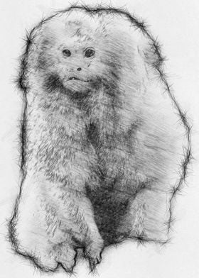 Monkey Pencil Sketch Arts