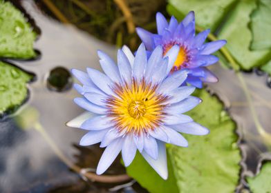 Water Lilies