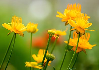 yellow flower