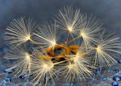 dandelions and droplets