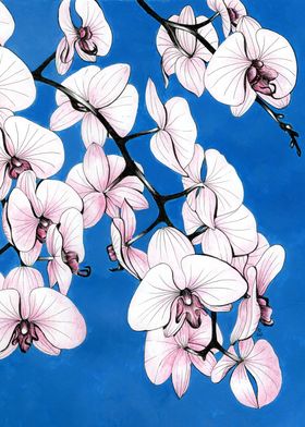 Pink orchids on a blue