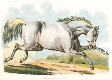 White horse running