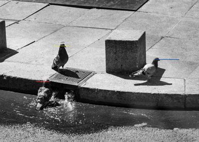 Paris Pigeons