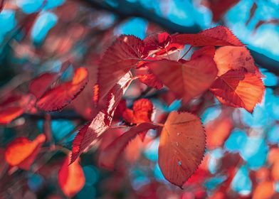 Fall Leaves