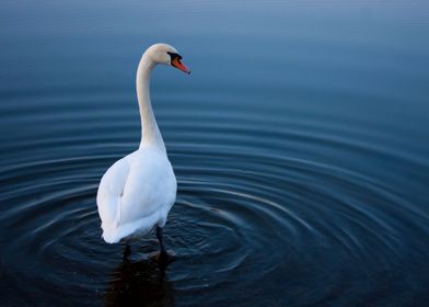 swan on the lake