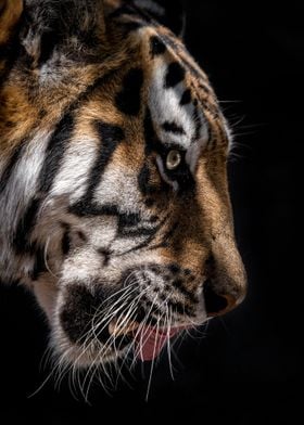 wild tiger head poster 