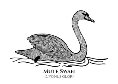 Swan Art with Latin Name