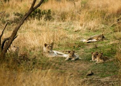 A lion family