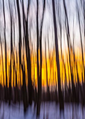 Memory of a snowy forest