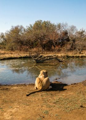 Lion at the water point