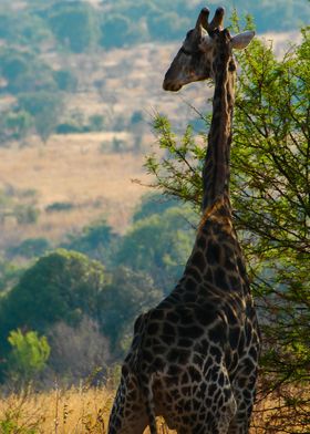 Girafe looking the horizon