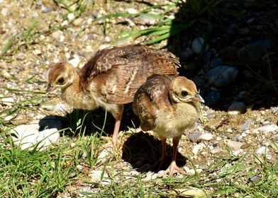 netherland two bird