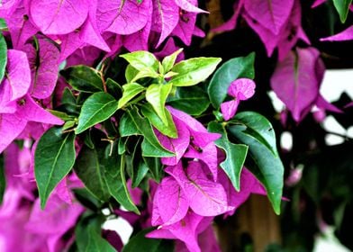 Pink Bougainvillea Bush