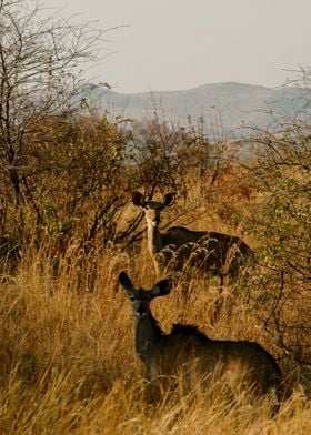 Gazelle watching us