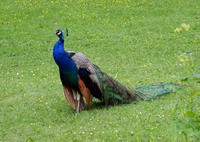 peacock blue green road