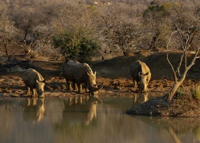 Rhino at the water point