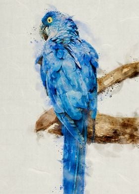 Blue Parrot Watercolor