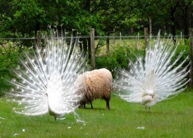 two white peacock green