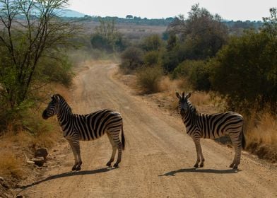 Zebra on the road