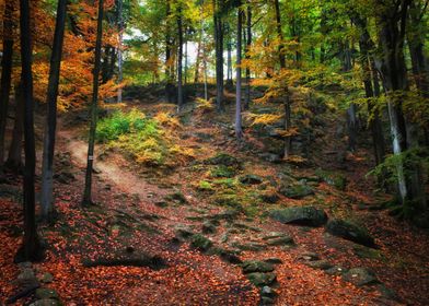 Autumn in Mountain Forest