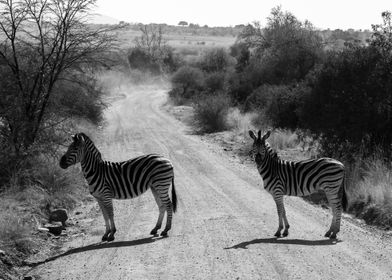 Zebra crossing the road