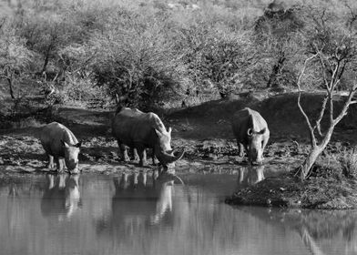 Rhinos at the water point 