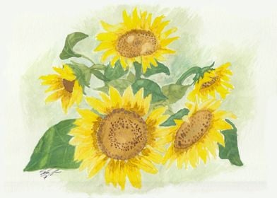 Sun Dappled Sunflowers