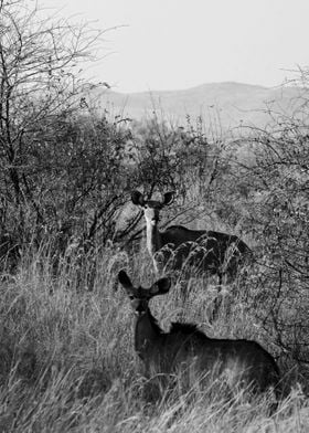 Gazelle watching us