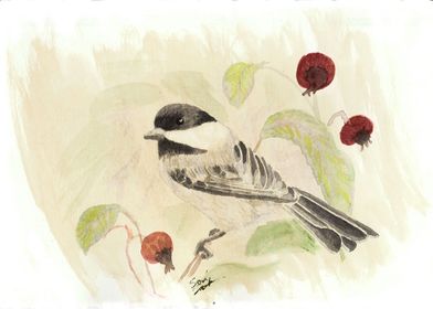 Chickadee