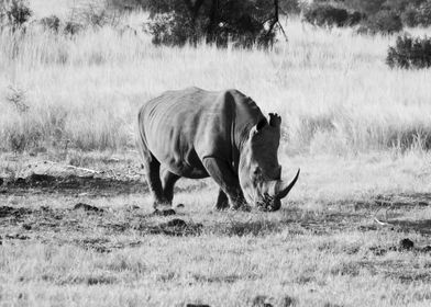 Rhino eating 