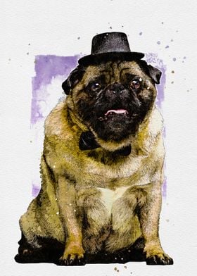 Colorful Funny Pug Dog