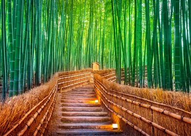 Bamboo wood forest in japa