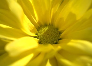 Yellow Flower