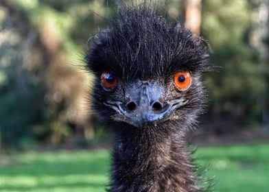 Emu funny