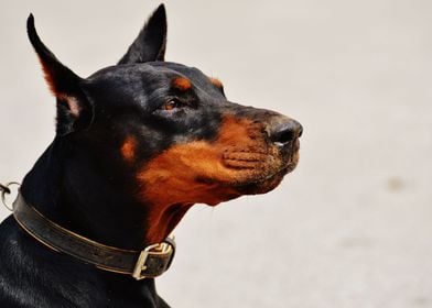 Doberman