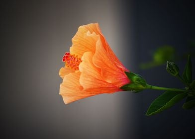 Orange Flower