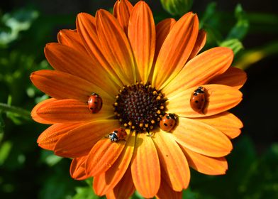 Ladybug Flower