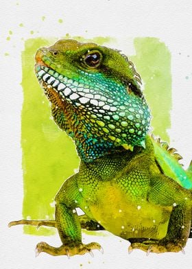 Indian Water Dragon Lizard