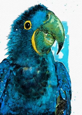 Colorful Hyacinth Macaw